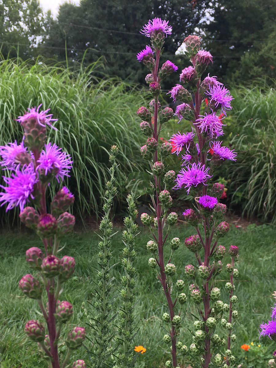 Popular wildflowers
